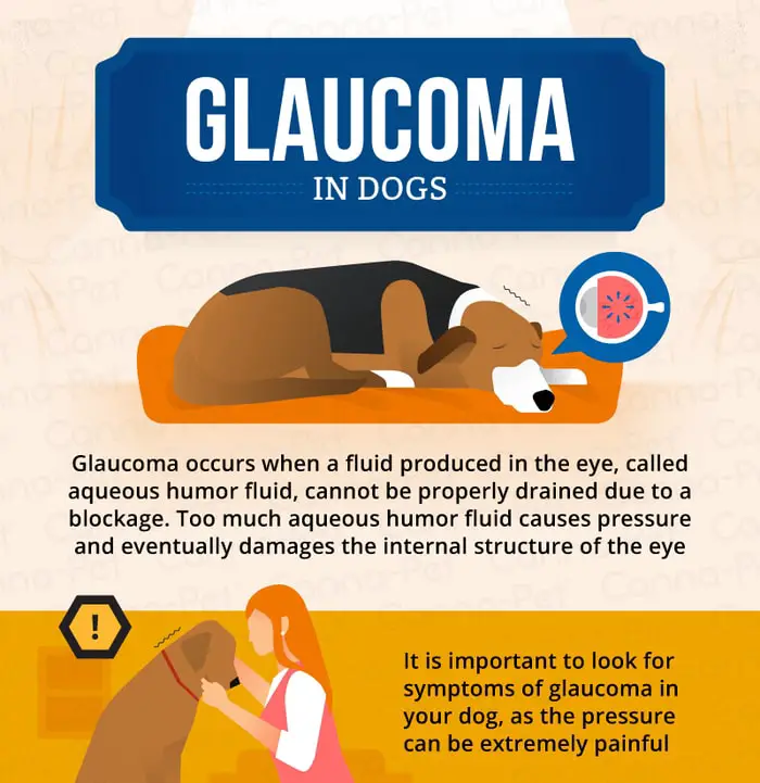 Care and Management of Glaucoma