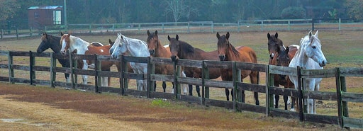 Care and Management of Paso Fino