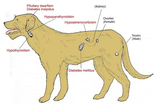 Causes of Canine Hypothyroidism