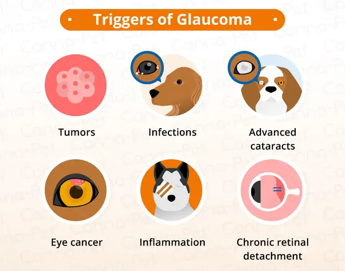 Causes of Glaucoma in Dogs
