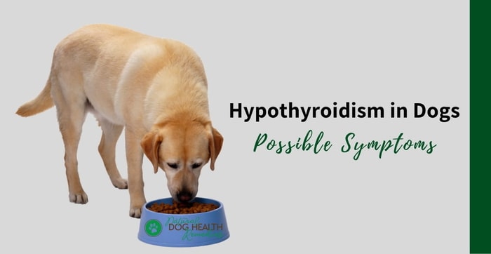 Causes of Hyperthyroidism in Dogs