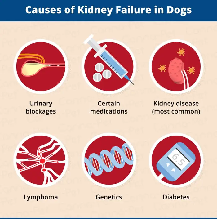 Causes of Renal Failure in Dogs