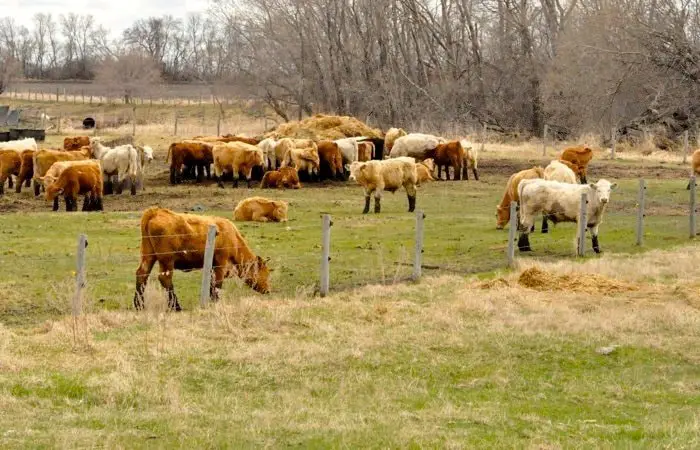 Bacterial Diseases of Cattle