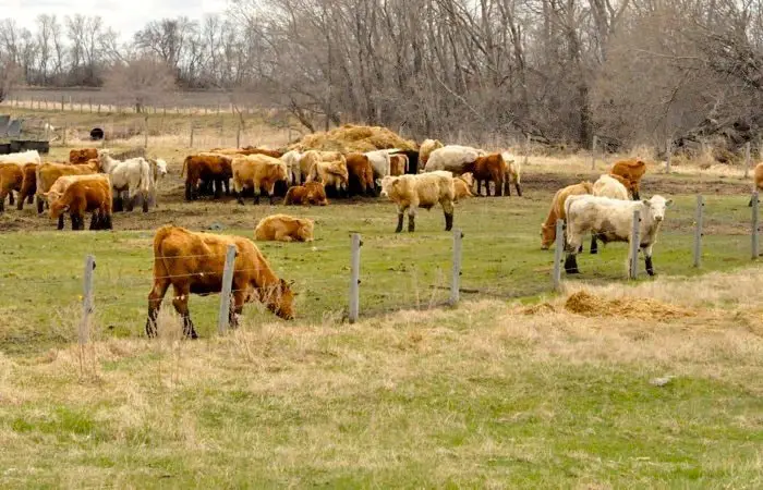 Causes of Tetanus in Cattle