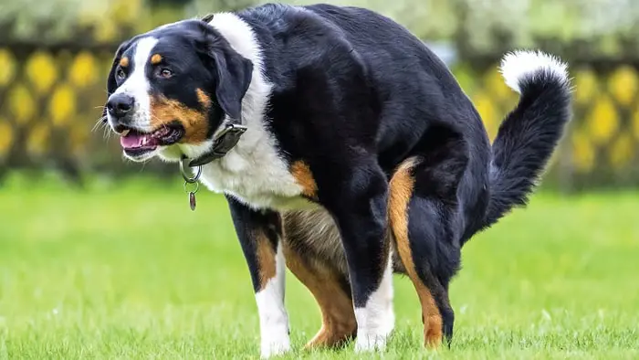 Clinical Signs of Constipation in Dogs