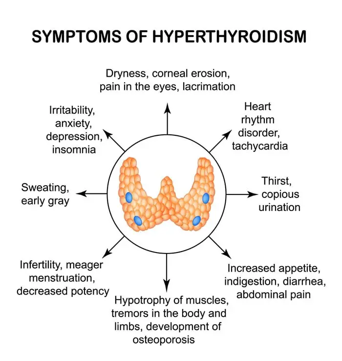 Clinical Signs of Hyperthyroidism in Dogs