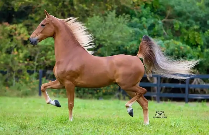 Colors and Markings of Saddlebred Horse