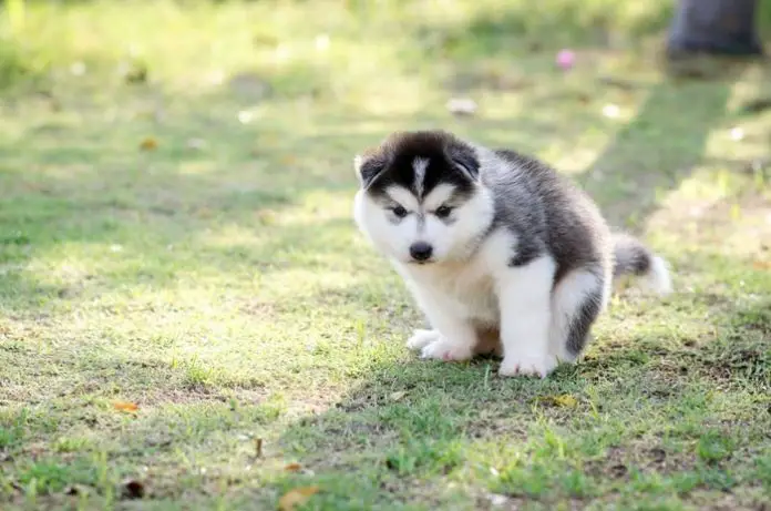 Constipation in Dogs