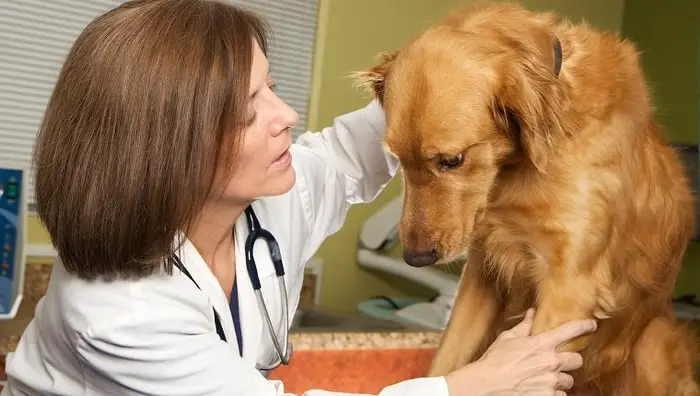 Diagnosis of Canine Hyperthyroidism