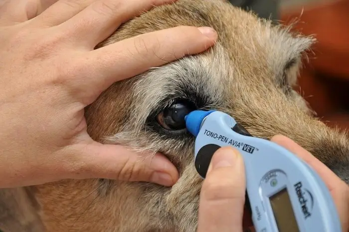 Diagnosis of Glaucoma in Dogs