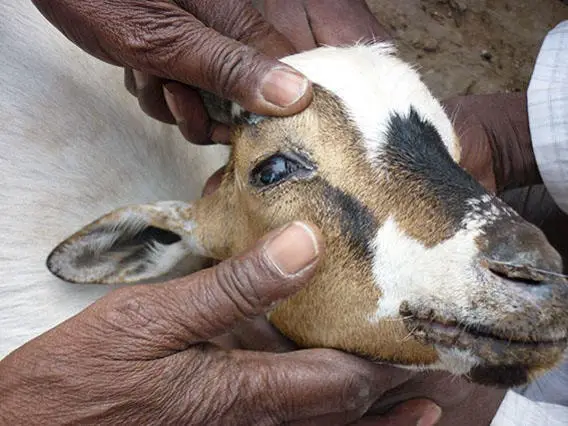 Diagnosis of Goat Plague