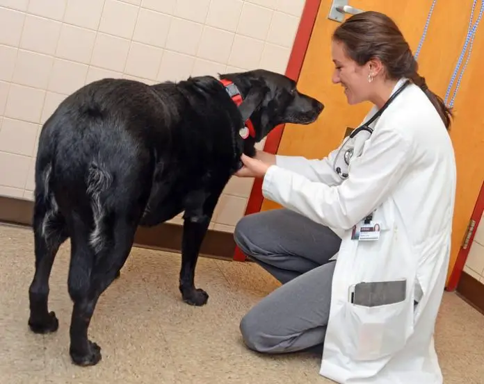 Diagnosis of Renal Failure in Dogs