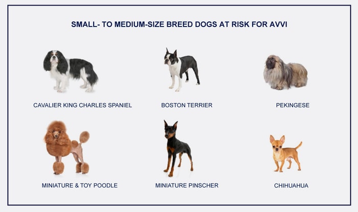 Dog Breeds Affected by Heart Failure