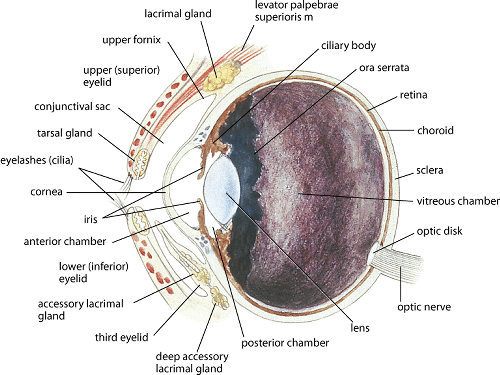 Dog Eye Anatomy