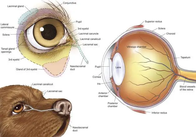 Dog Eye Structural Anatomy