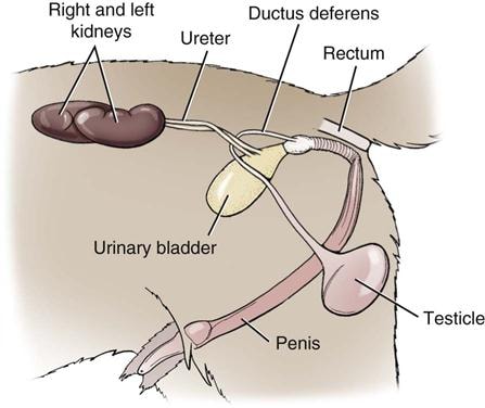 Dog Urinary System