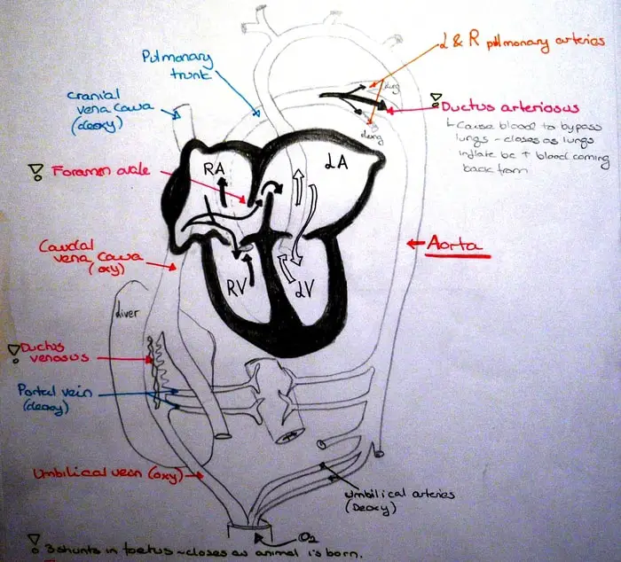 Dogs Blood Circulation