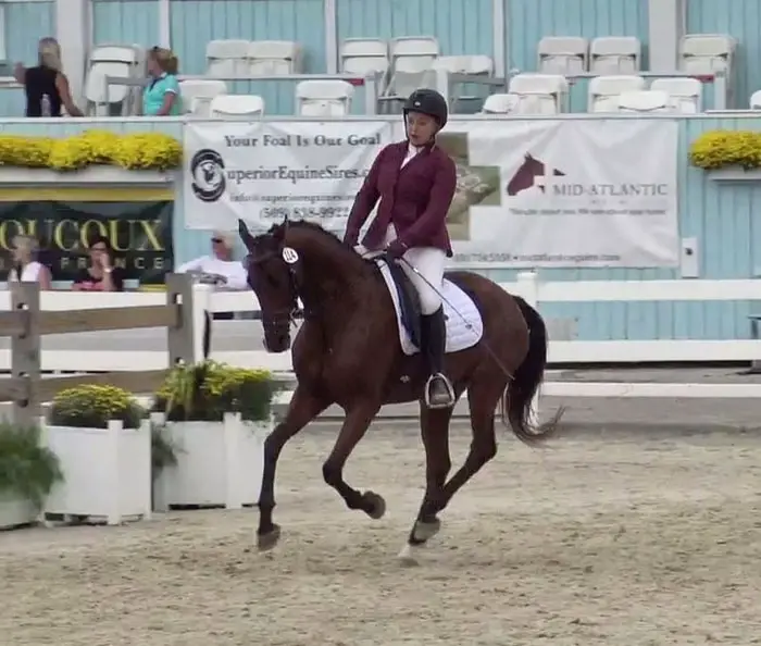 Dressage by American Saddlebred