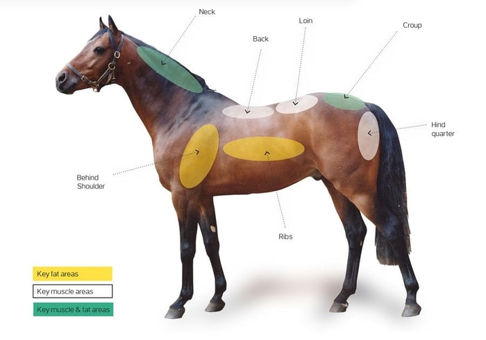 Fat Deposition Area in Horse Body