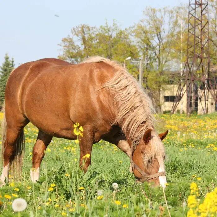 Fatty Horse