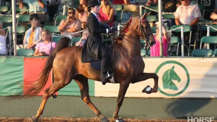 Gaits of American Saddlebred