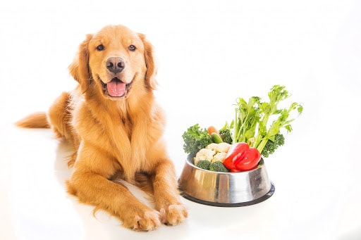 Healthy Dog Diet