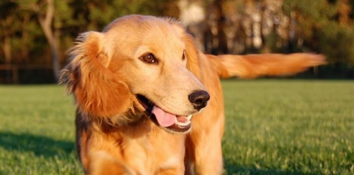 Heart Failure in Dogs