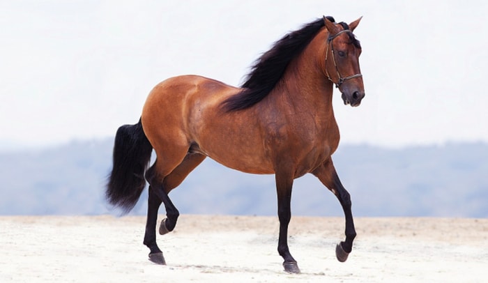 Height and Weight of Horse