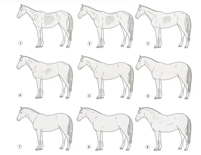 Horse Body Condition Score Determination