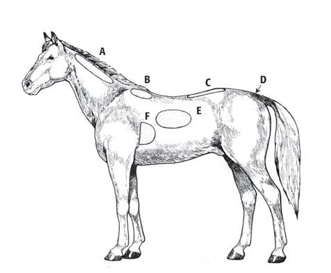 Horse Body Parts