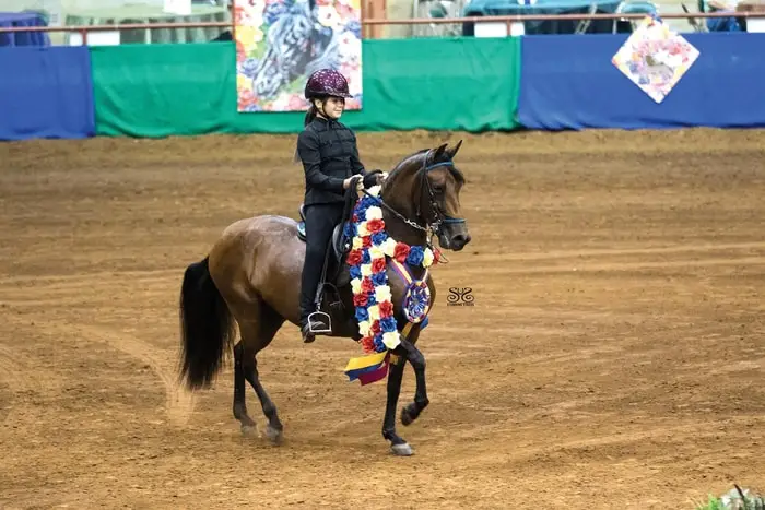 Horse Show- Paso Fino
