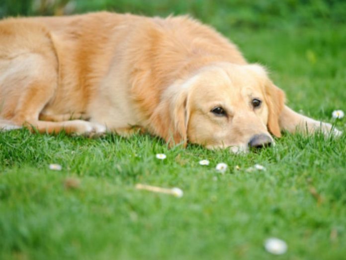 Hyperthyroidism in Dogs
