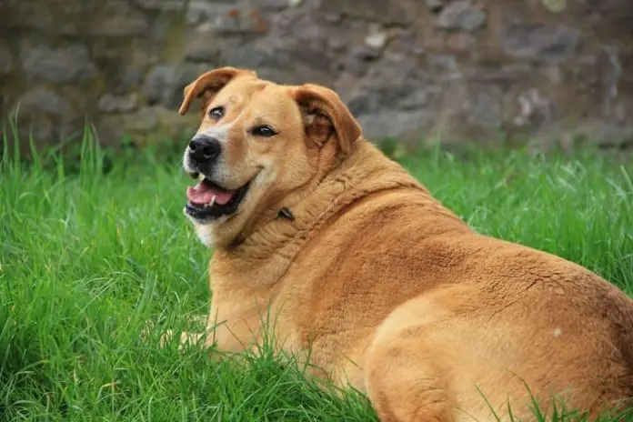 Hypothyroidism in Dogs