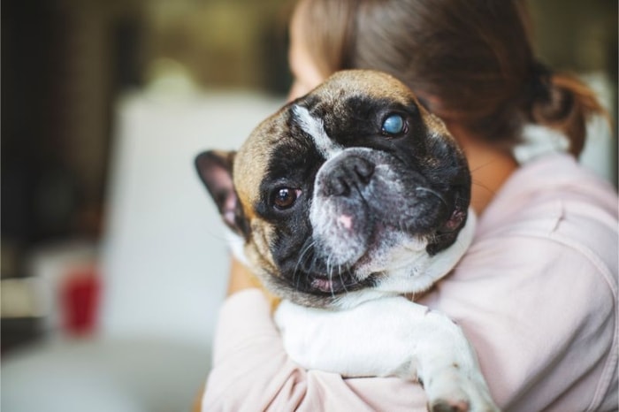 Information on Dog Glaucoma