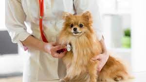 Heart Failure in Dogs