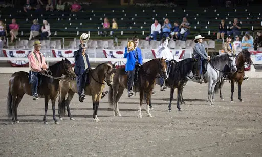 Information on Paso Fino Horse