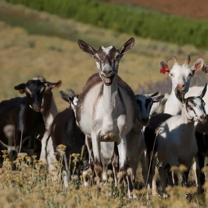PPR in Goats