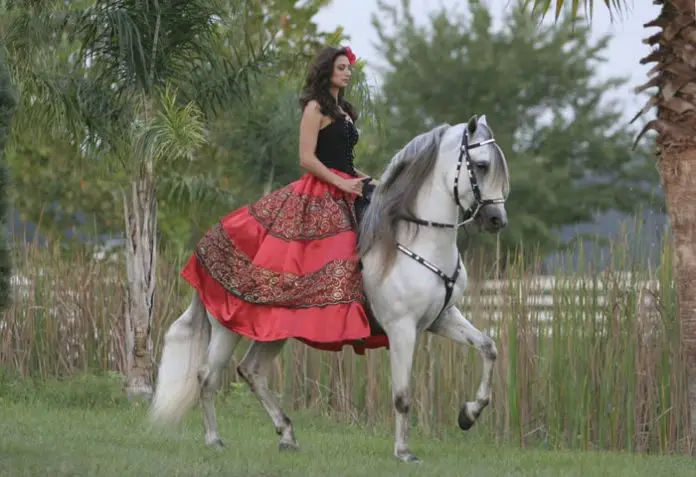 Spanish Horse Breeds: Paso Fino Horse