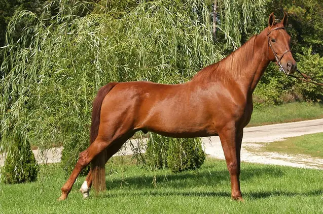 Physical Characteristics of American Saddlebred