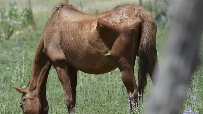 Horse Body Condition Score-Poor