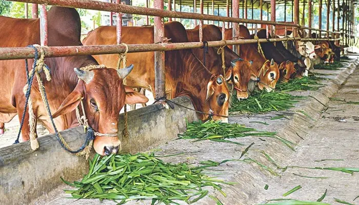 Prevention of tetanus in Cattle