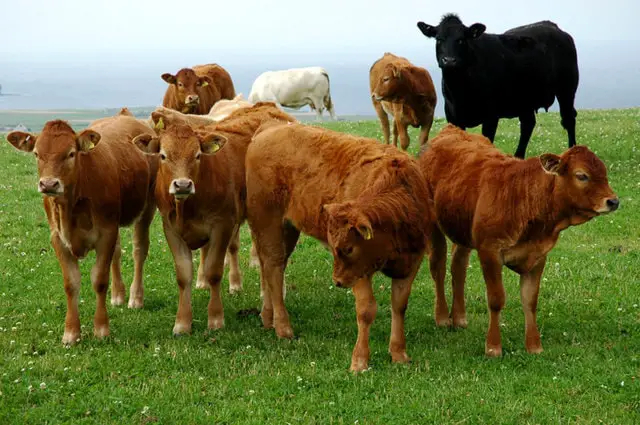 Tetanus in Cattle
