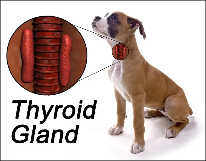 Thyroid Glands of Dogs