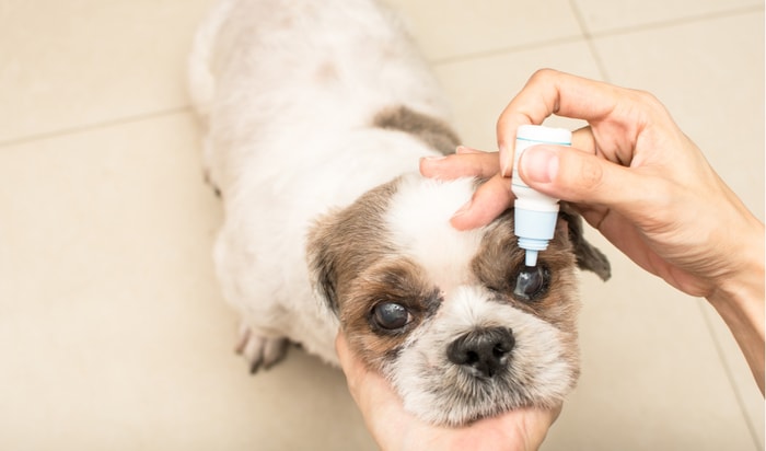 Treatment of Canine Glaucoma