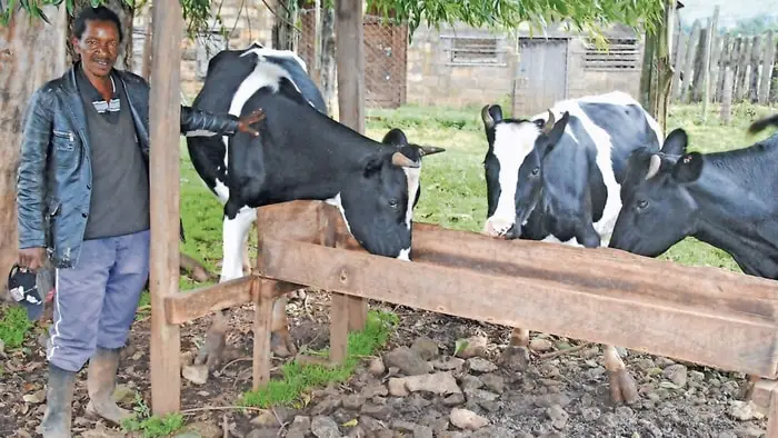 Treatment of Lockjaw in Cattle