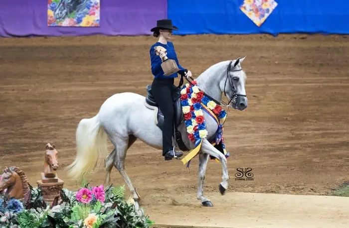 Unique Characteristics of Paso Fino Horse