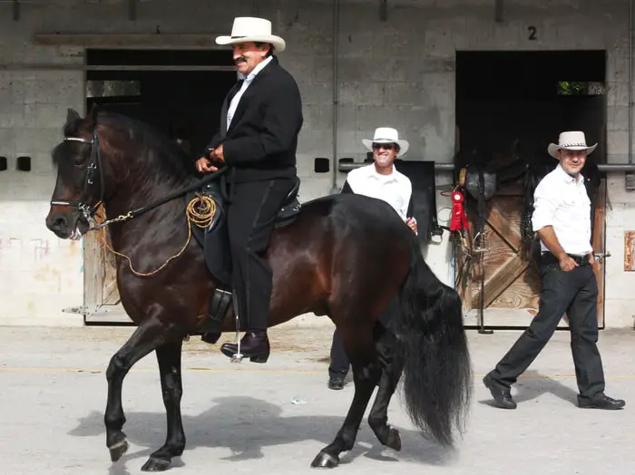 Uses of Paso Fino Horse