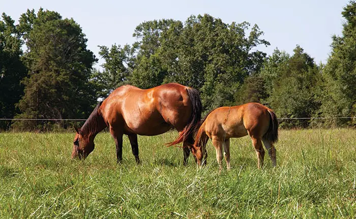 Very Fat Horse