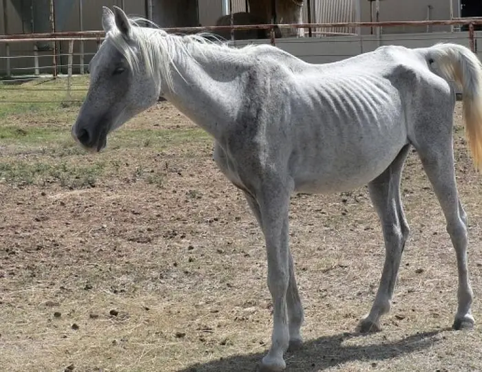 Very Thin Horse