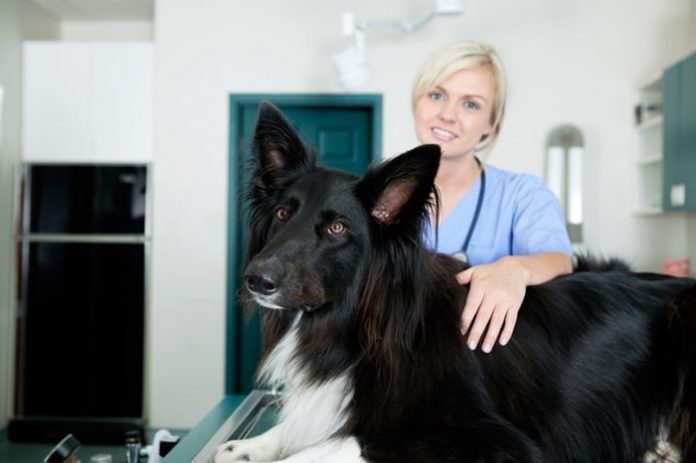 Addison's Disease in Dogs